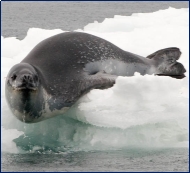 http://m4.i.pbase.com/o2/57/566457/1/106095244.97yRiWAk.LeopardSealBKlipp01.JPG